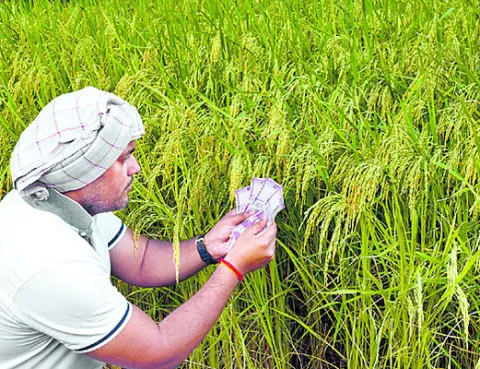 ‘కిసా