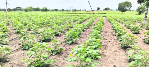 వరుణుడిపైనే ఆశలు..!