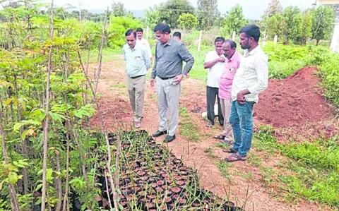 37లక్షల మొక్కలు  నాటడమే లక్ష్యం