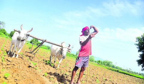 సాగు 