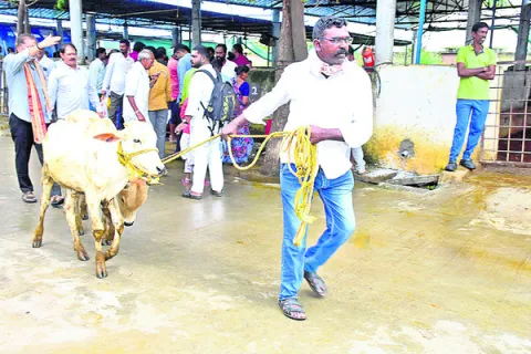 కోడెల
