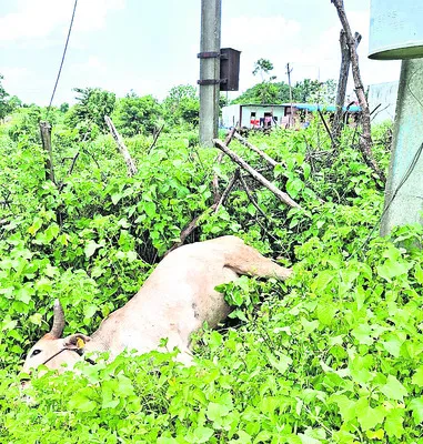 విద్యుదాఘాతంతో ఎద్దు మృతి