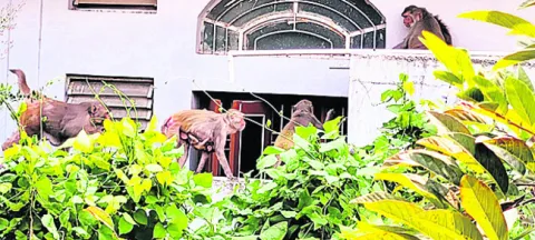వామ్మ