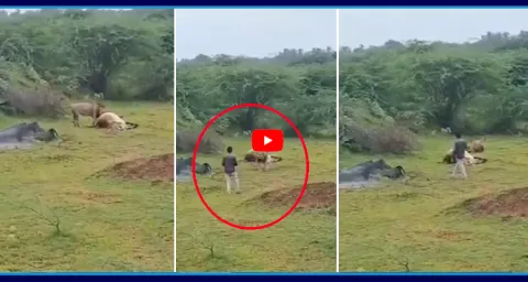 Man Try To Selfie With Lion Video Goes Viral 1