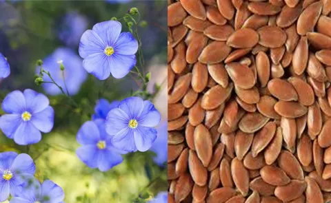 sagubadi Flaxseeds cultivation and its Health Benefits