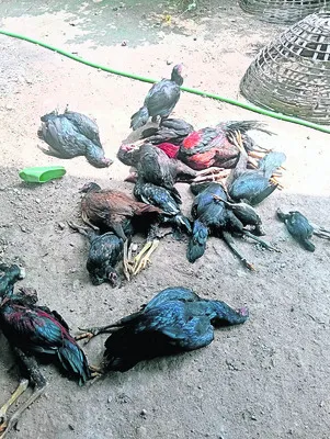 నాటుక