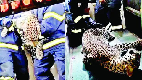 మరుగుదొడ్డిలో చిరుత ప్రత్యక్షం 