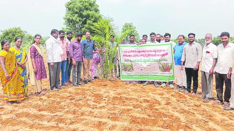 ఆయిల్‌పామ్‌ సాగుతో అధిక లాభాలు 