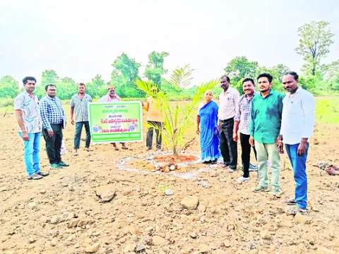 ఆయిల్‌పామ్‌ సాగుతో అధిక లాభాలు