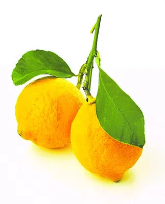 నిమ్మకాయల ధరలు 