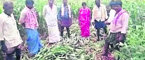 వ్యక్తిగత ద్వేషంతో పంటకు నష్టం 