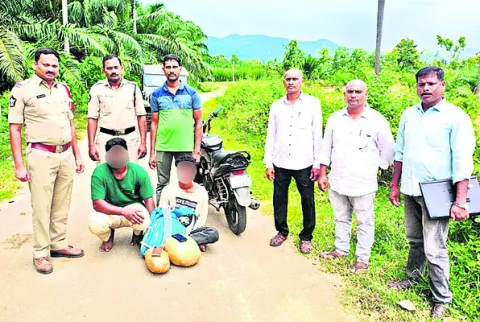 గంజాయి తరలిస్తున్న ఇద్దరి అరెస్టు 