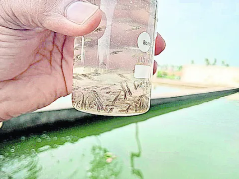 జోరుగ