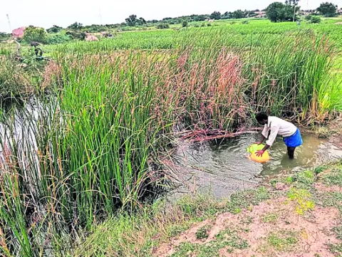 వానాక