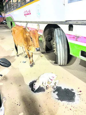 దూడ మృతితో..  తల్లడిల్లిన ఆవు