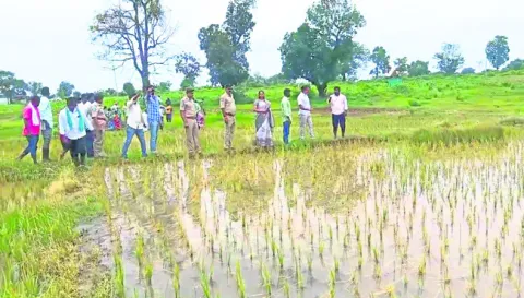 RDO Parthasimha Reddy and officials inspecting a paddy field