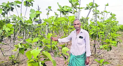 పూర్తిగా సేంద్రియ ఎరువులు వాడకం 