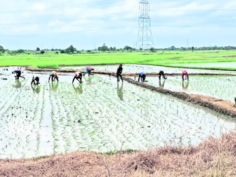 లక్ష్మి ఆయకట్టులో జోరుగా వరినాట్లు