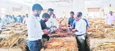 పడిపోతున్న పొగాకు కనిష్ట ధరలు