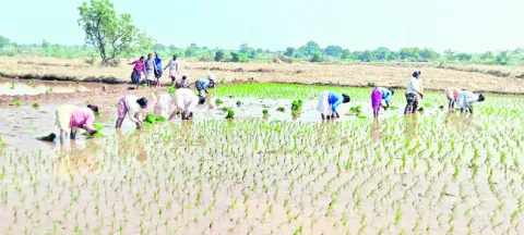 సాగు 