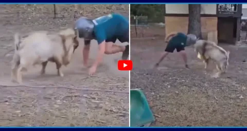 Young Man Fight With Sheep Video Goes Viral  1