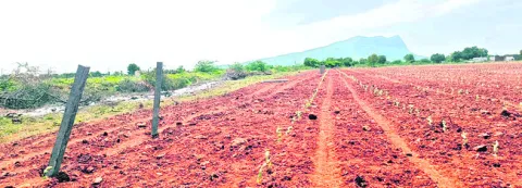 ప్రభుత్వ భూములు హాంఫట్‌ 