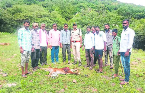 చుంచనకోటలో అడవి జంతువు సంచారం 