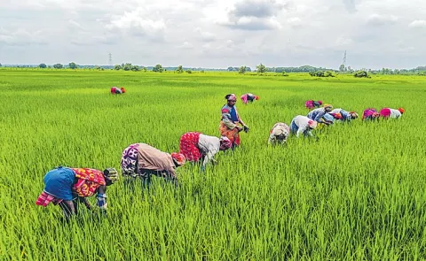 Kharif crop area coverage in India shows strong growth in rice and maize14