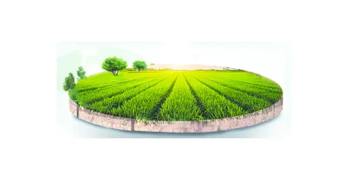 ఆశాజనకంగా వరి సాగు 