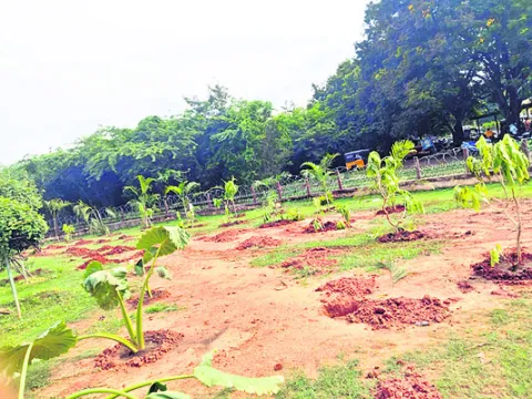 ధర్నా స్థలంలో మొక్కలు నాటిన స్టీల్‌ప్లాంట్‌