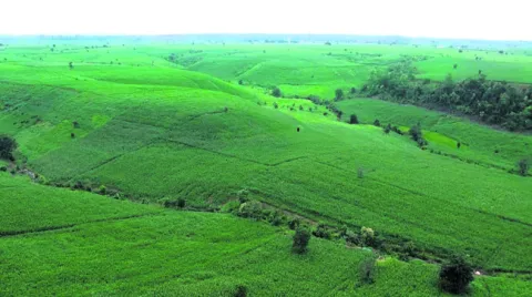 కొరతకు కారణం పోడేనా?