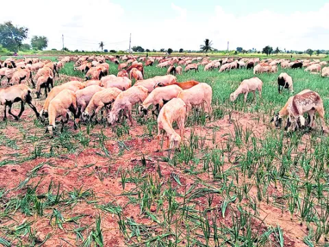 ● కష్టమంతా జీవాలకు మేత! 