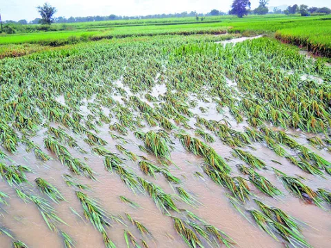 ఆరు మండలాల్లో పంట నష్టం గుర్తింపు