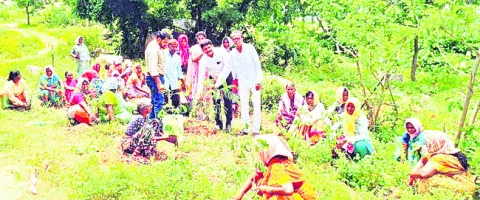 మొక్కలను సంరక్షించాలి