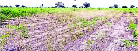 కంది పంటకు సీడీ వ్యాధి