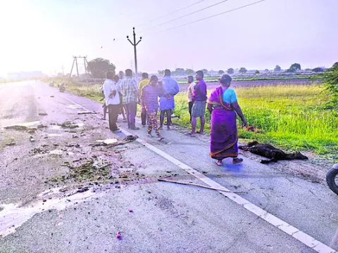 గొర్ర