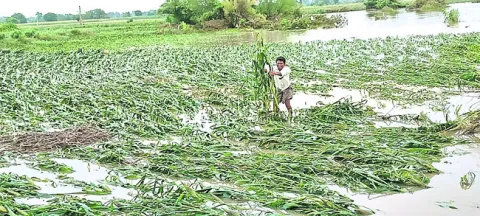  Farmer Devanna showing his submerged corn crop