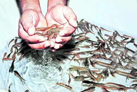 కొలిక్కిరాని టెండర్లు