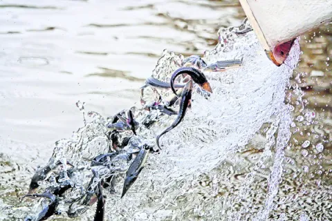 కొలిక్కిరాని టెండర్లు