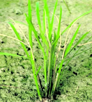 వరిని ఆశించే పురుగులతో ఇక్కట్లు 