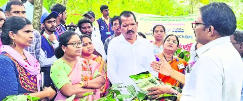 బెర్రీ బోరర్‌తో కాఫీ రైతుకు తీవ్ర నష్టం