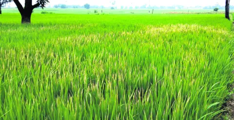 బ్యాక