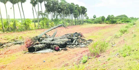 బెడిస