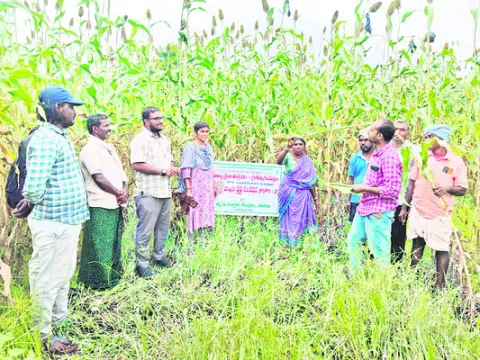 యాజమాన్య పద్ధతులు పాటిస్తే అధిక దిగుబడి 