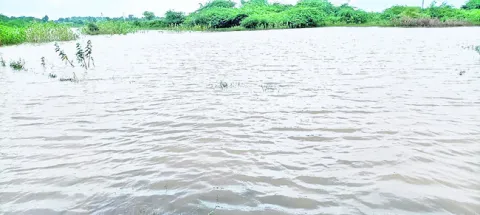 చెరువులు,  కుంటలకు జలకళ.. 

