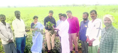 మెలకు