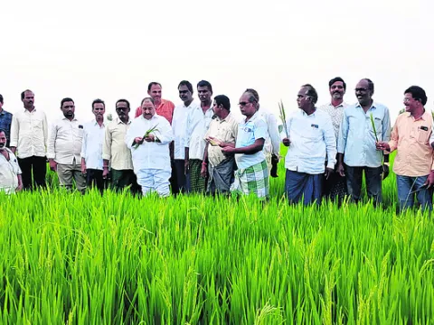 నిండా ముంచిన కల్తీ విత్తనాలు?