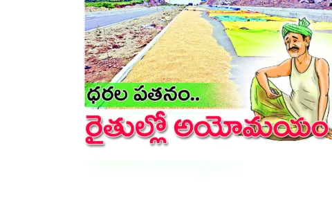  Dried corn on the road at Pedapalli