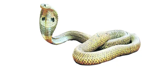 వామ్మ