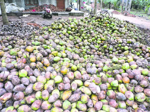 కొబ్బరి మరింత ప్రియం 